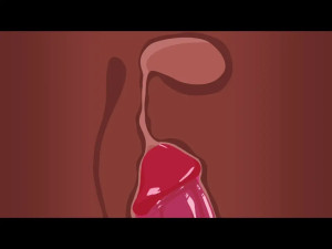 The Lady from the TV