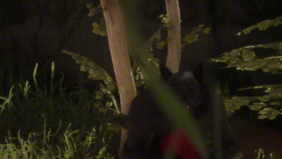 WILDLIFE WEREWOLF TEST | PMV 720p