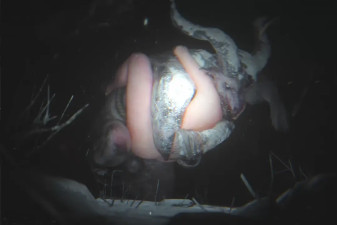 Sable & Krampus | INTRO | Zmsfm | 4K60FPS