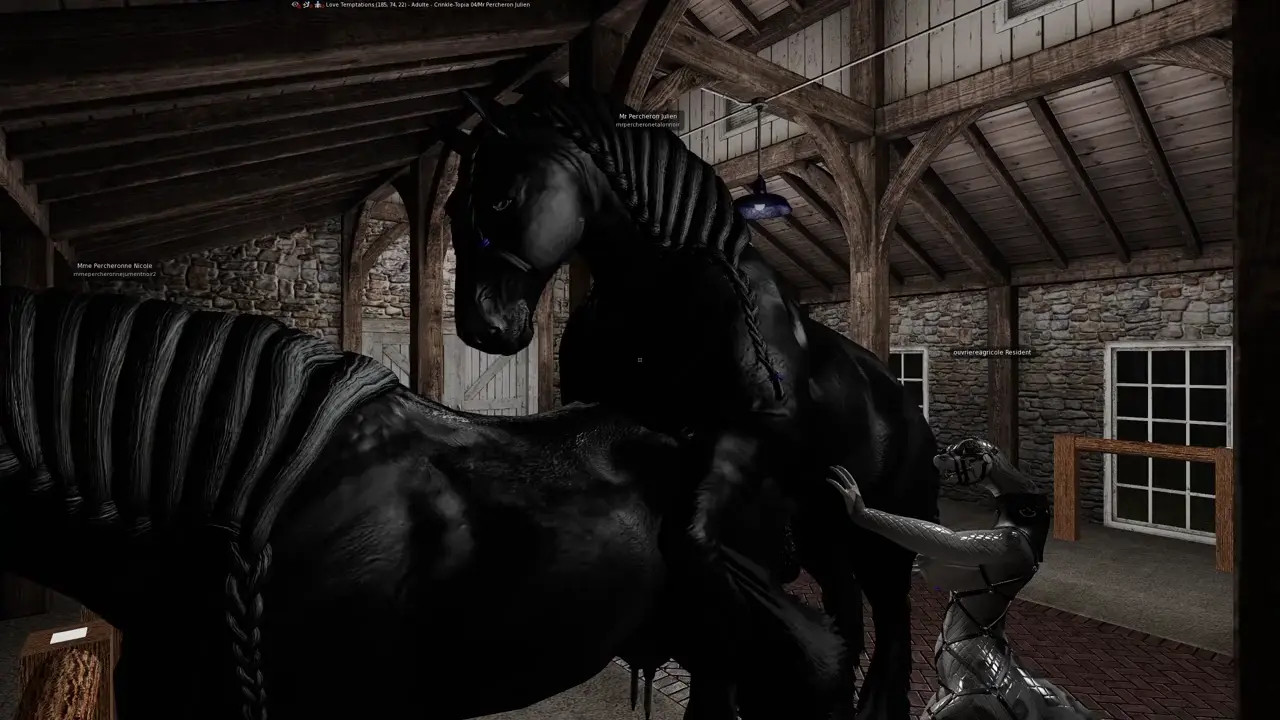 Percheron stallion mating with a Percheron mare, 2 in hand.