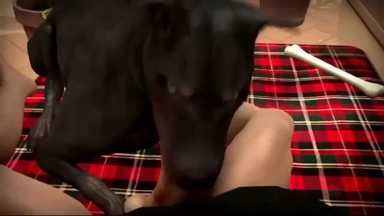 Mans best friend-Feral HMV (Reup)