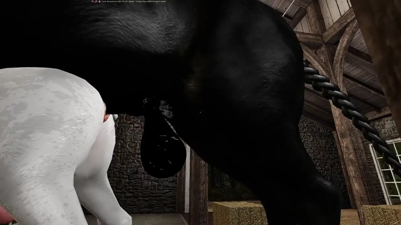 A Percheron draft stallion mated with an Arabian stallion