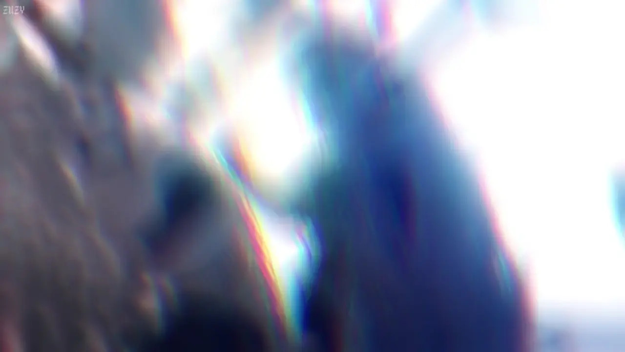 犬 | HMV/PMV