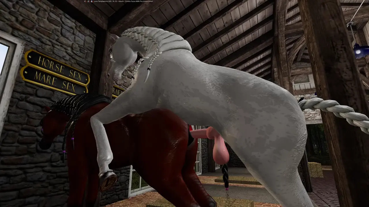 An Arabian stallion mating with an Arabian mare