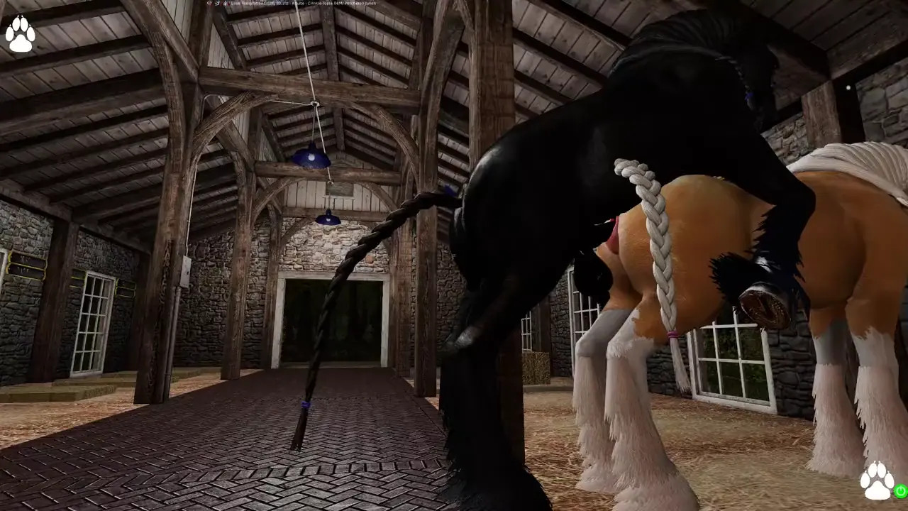 Shire stallion covers a Clydesdale mare