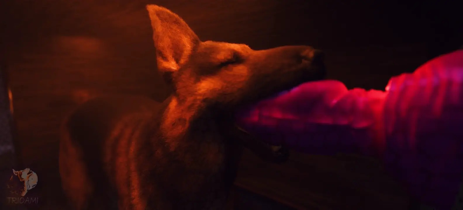 Give the dog a boner