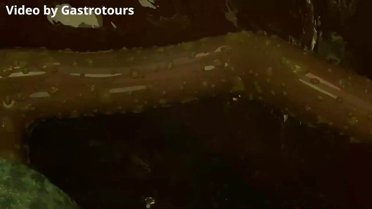 Post vore by gastrotours