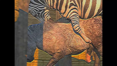 Dogs And Horses VHS | HMV