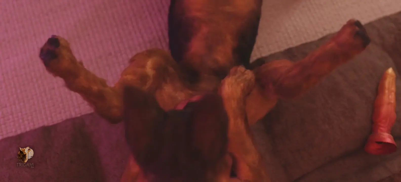 Doggie found the second one