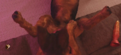 Doggie found the second one