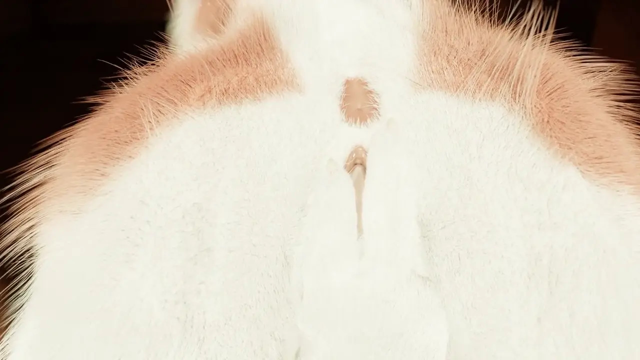 New Hentai: Presenting sergal - Stream & Download HD | rule34tv.com