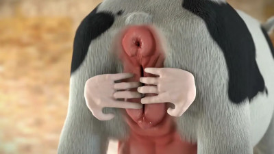 Spreading cow's pussy