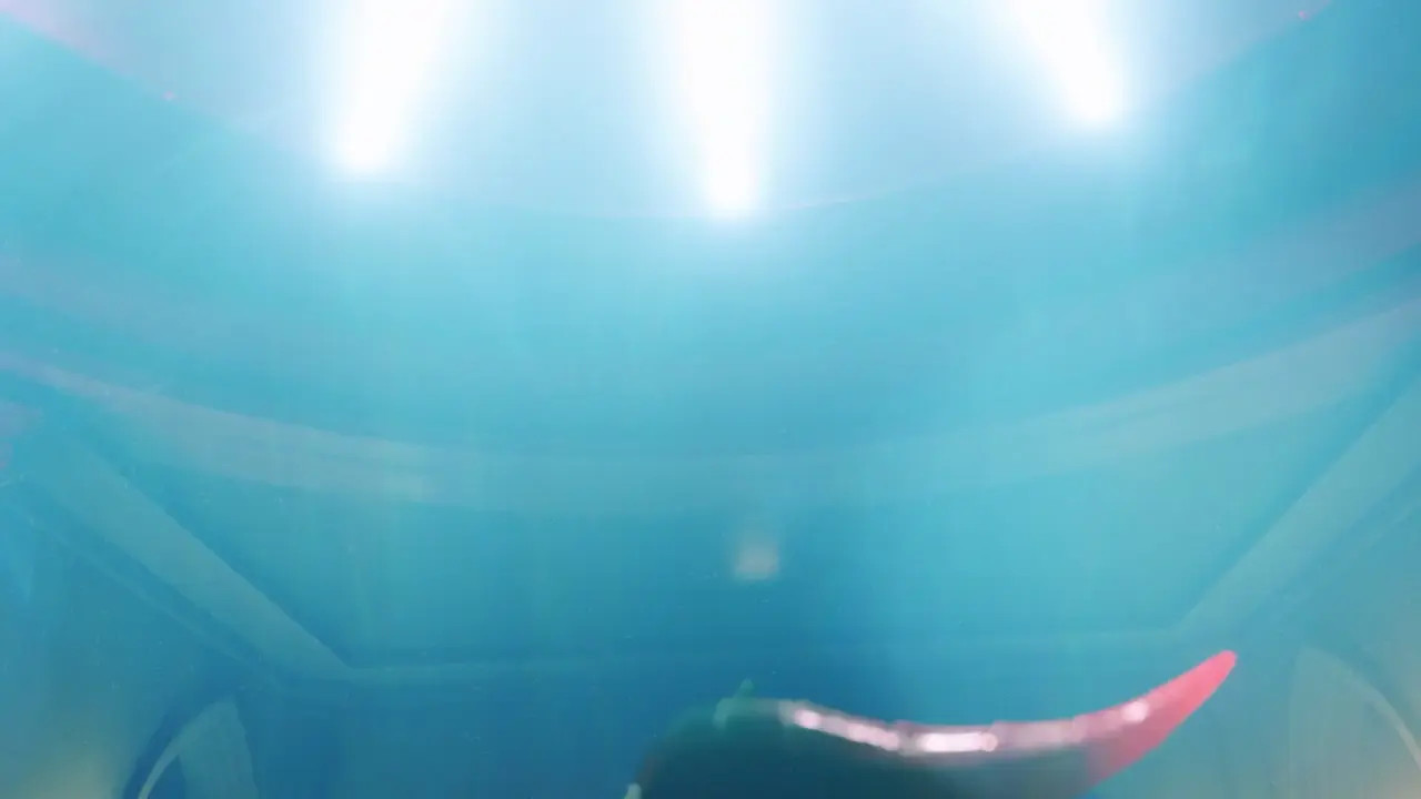 Demoness Play [TRSensualStudio][NO WM]