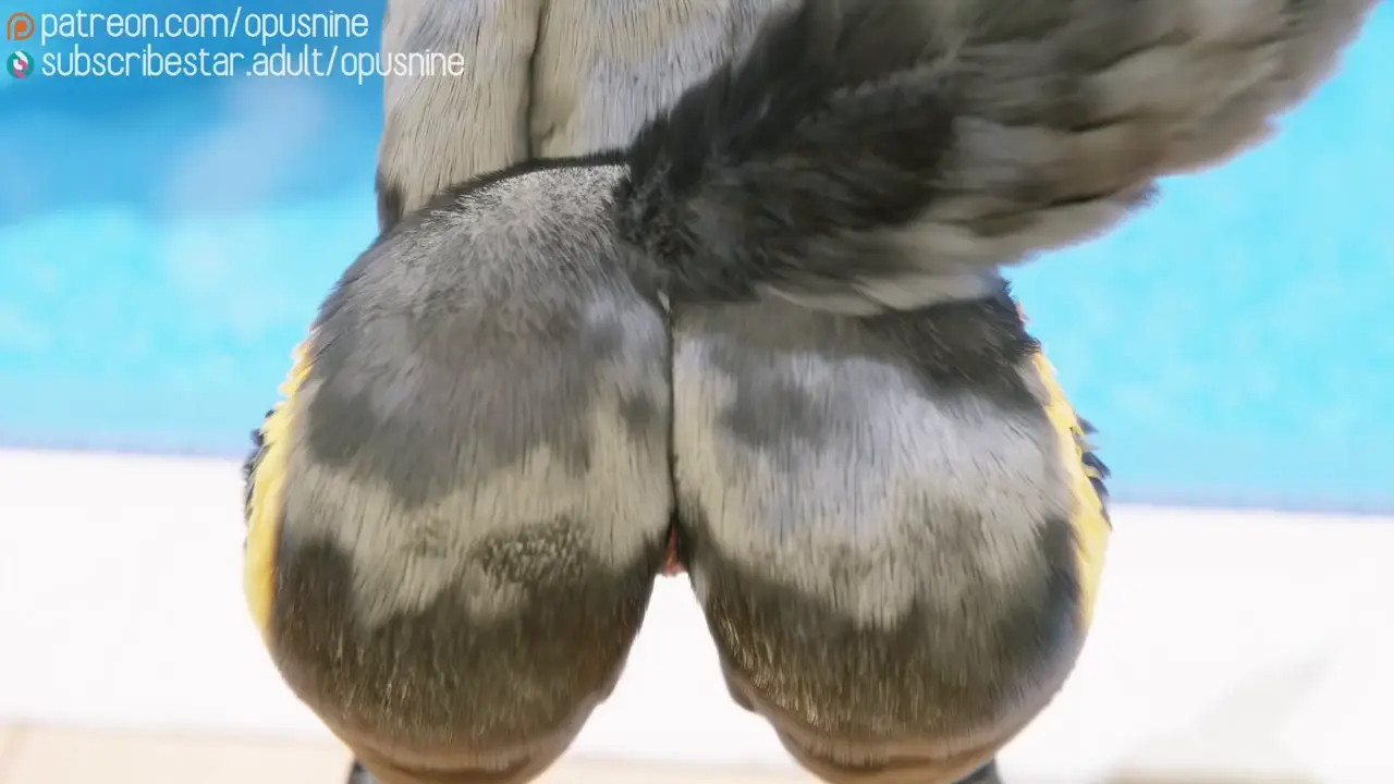 Things you can do with your Umbreon