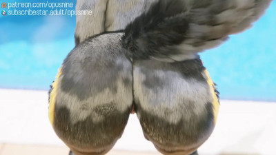 Things you can do with your Umbreon