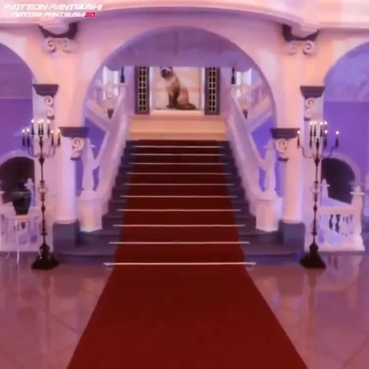 Pantsushi compilation