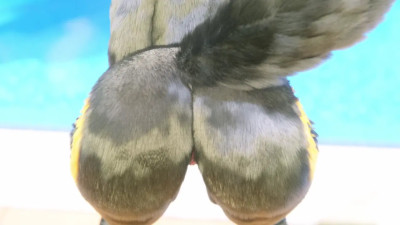 Umbreon at the Pool 4K By Opusnine